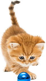 Accessoires pour chat