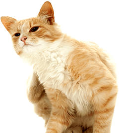 Antiparasitaires pour chat