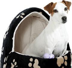 Accessoires pour chien