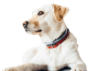 Antiparasitaires pour chien
