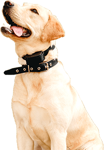 Systèmes éducatifs électroniques pour chien