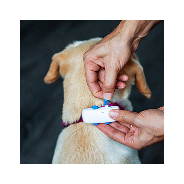 Collier Tractive GPS DOG 4 pour Chien - Boîte du collier