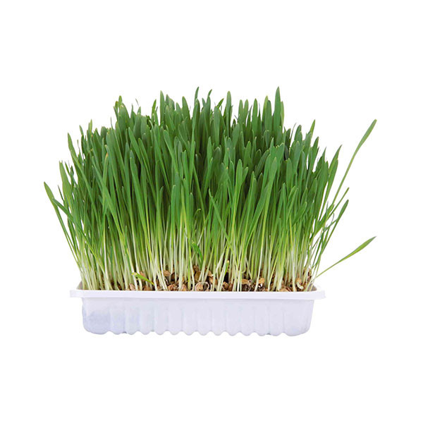 Trixie Herbe pour Petits Animaux