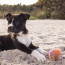 CompaniBox pour Chiot