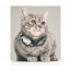 Tickless Mini Cat & Dog Rechargeable - White 