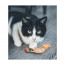 Oiseau en Liège pour Chat