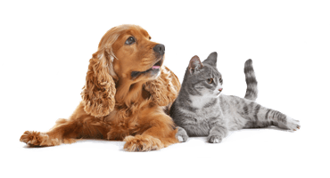 Un chien et un chat allongés côte à côte