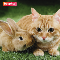 chat et lapin